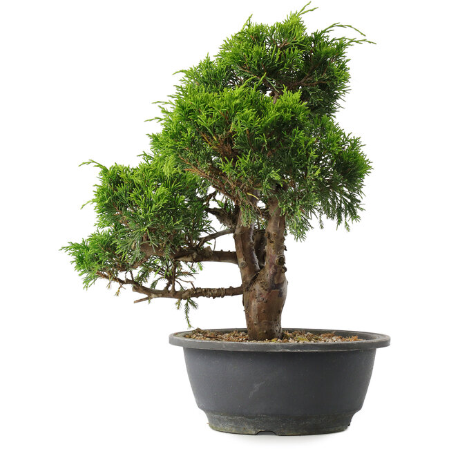 Juniperus chinensis Itoigawa, 29,5 cm, ± 15 ans