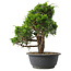Juniperus chinensis Itoigawa, 29,5 cm, ± 15 jaar oud