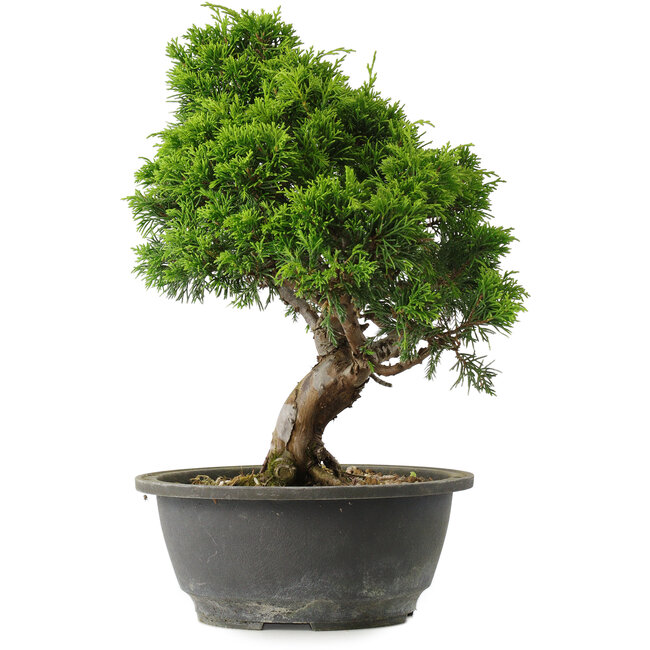 Juniperus chinensis Itoigawa, 29 cm, ± 15 Jahre alt