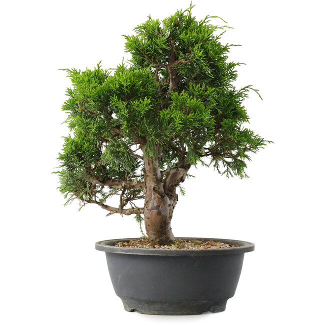 Juniperus chinensis Itoigawa, 29,5 cm, ± 15 jaar oud