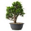 Juniperus chinensis Itoigawa, 29,5 cm, ± 15 anni