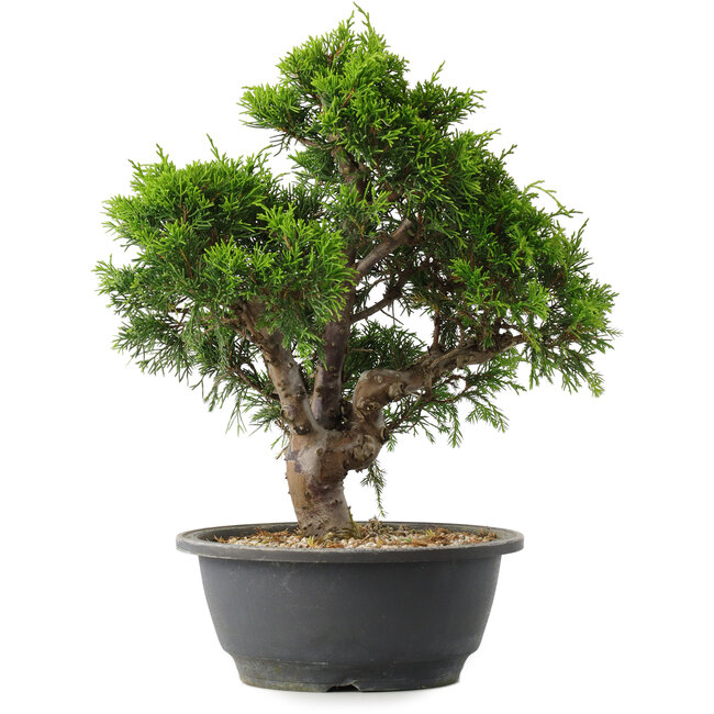Juniperus chinensis Itoigawa, 29,5 cm, ± 15 años