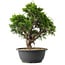 Juniperus chinensis Itoigawa, 29,5 cm, ± 15 anni