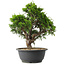 Juniperus chinensis Itoigawa, 29,5 cm, ± 15 jaar oud