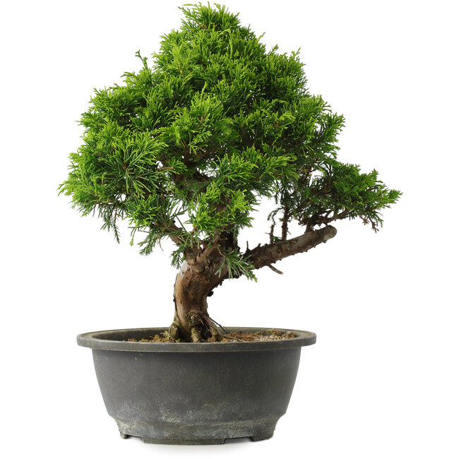Juniperus chinensis Itoigawa, 29 cm, ± 15 years old