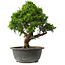 Juniperus chinensis Itoigawa, 29 cm, ± 15 jaar oud