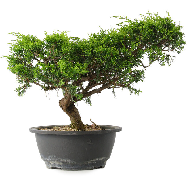 Juniperus chinensis Itoigawa, 23,5 cm, ± 15 jaar oud