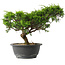Juniperus chinensis Itoigawa, 23,5 cm, ± 15 jaar oud