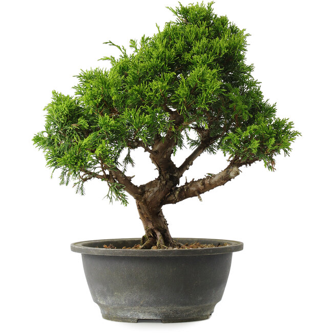 Juniperus chinensis Itoigawa, 29 cm, ± 15 jaar oud