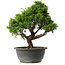Juniperus chinensis Itoigawa, 29 cm, ± 15 jaar oud