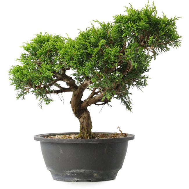 Juniperus chinensis Itoigawa, 23,5 cm, ± 15 ans
