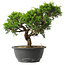 Juniperus chinensis Itoigawa, 23,5 cm, ± 15 jaar oud