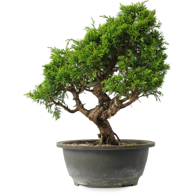 Juniperus chinensis Itoigawa, 29 cm, ± 15 ans