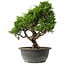 Juniperus chinensis Itoigawa, 29 cm, ± 15 anni