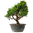 Juniperus chinensis Itoigawa, 29 cm, ± 15 jaar oud