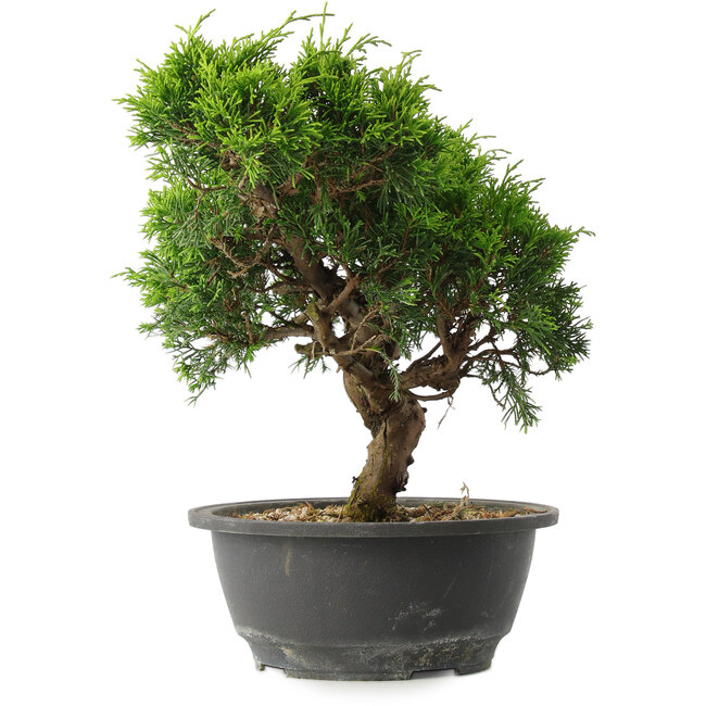 Juniperus chinensis Itoigawa, 23,5 cm, ± 15 anni