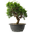 Juniperus chinensis Itoigawa, 23,5 cm, ± 15 jaar oud