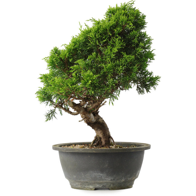 Juniperus chinensis Itoigawa, 29 cm, ± 15 Jahre alt