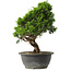 Juniperus chinensis Itoigawa, 29 cm, ± 15 anni