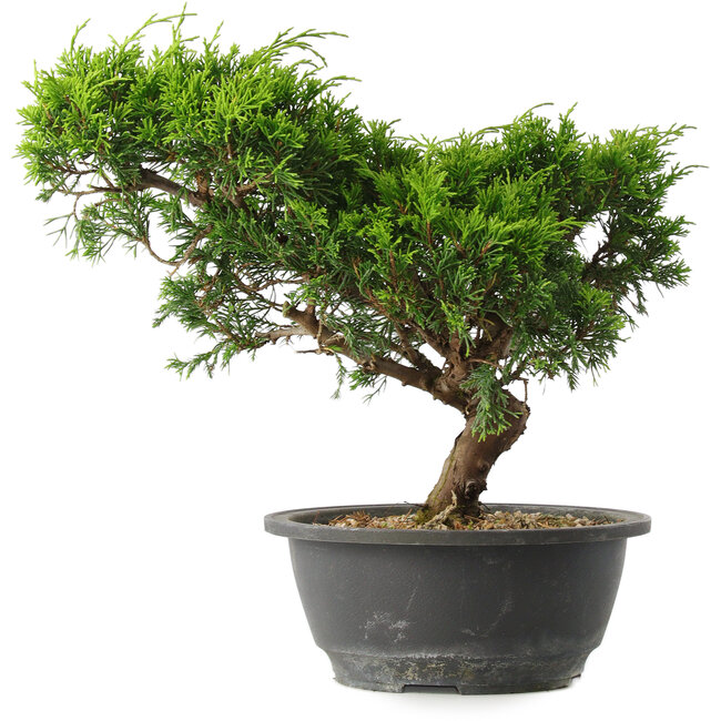 Juniperus chinensis Itoigawa, 23,5 cm, ± 15 Jahre alt