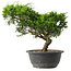 Juniperus chinensis Itoigawa, 23,5 cm, ± 15 jaar oud