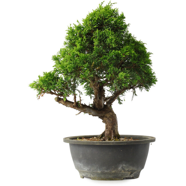 Juniperus chinensis Itoigawa, 29 cm, ± 15 Jahre alt
