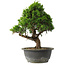 Juniperus chinensis Itoigawa, 29 cm, ± 15 anni