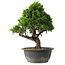 Juniperus chinensis Itoigawa, 29 cm, ± 15 jaar oud