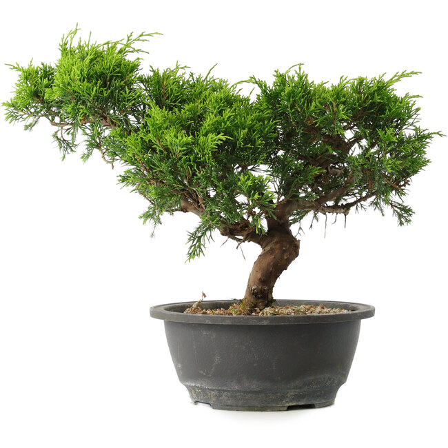 Juniperus chinensis Itoigawa, 23,5 cm, ± 15 Jahre alt
