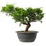 Juniperus chinensis Itoigawa, 23,5 cm, ± 15 anni