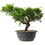 Juniperus chinensis Itoigawa, 23,5 cm, ± 15 jaar oud
