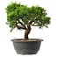 Juniperus chinensis Itoigawa, 23,5 cm, ± 15 anni