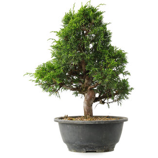 Juniperus chinensis Itoigawa, 30,5 cm, ± 15 anni