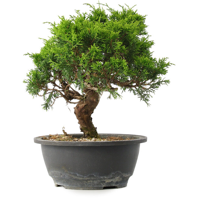 Juniperus chinensis Itoigawa, 23,5 cm, ± 15 anni