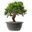 Juniperus chinensis Itoigawa, 23,5 cm, ± 15 anni