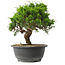 Juniperus chinensis Itoigawa, 23,5 cm, ± 15 jaar oud