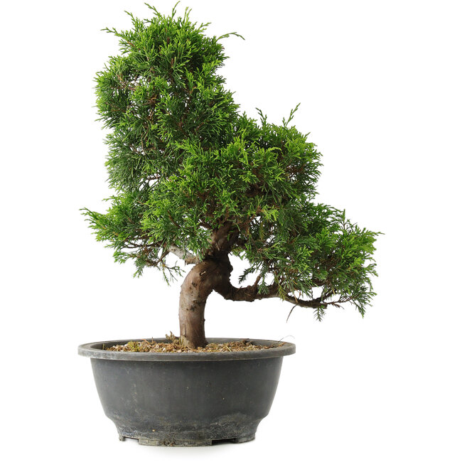 Juniperus chinensis Itoigawa, 30,5 cm, ± 15 years old
