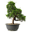 Juniperus chinensis Itoigawa, 30,5 cm, ± 15 Jahre alt