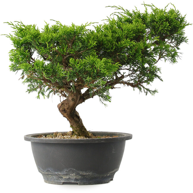 Juniperus chinensis Itoigawa, 23,5 cm, ± 15 jaar oud