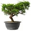 Juniperus chinensis Itoigawa, 23,5 cm, ± 15 anni