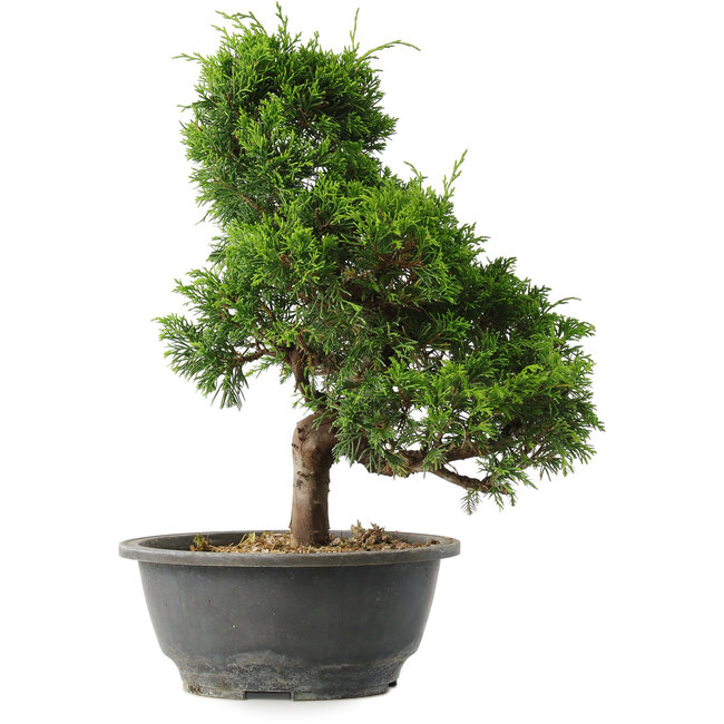 Juniperus chinensis Itoigawa, 30,5 cm, ± 15 jaar oud