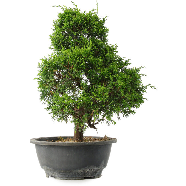 Juniperus chinensis Itoigawa, 30,5 cm, ± 15 Jahre alt