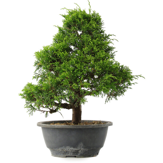Juniperus chinensis Itoigawa, 30,5 cm, ± 15 ans