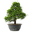 Juniperus chinensis Itoigawa, 30,5 cm, ± 15 jaar oud