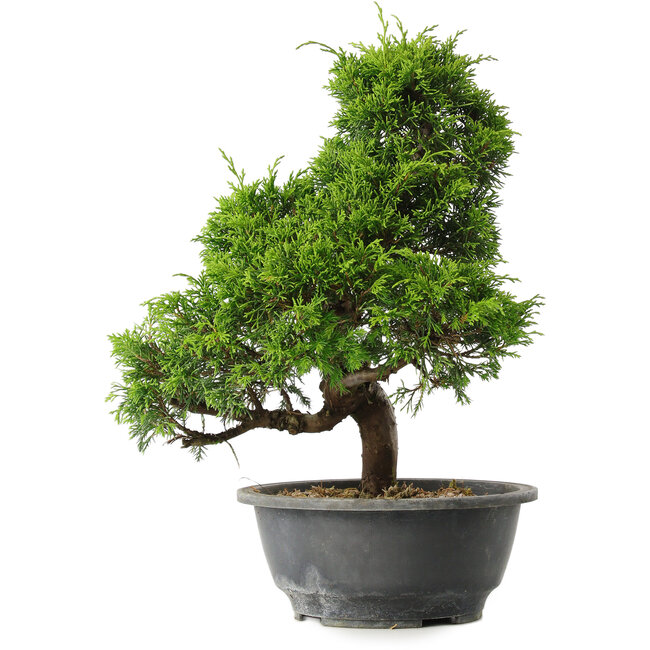 Juniperus chinensis Itoigawa, 30,5 cm, ± 15 jaar oud