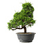 Juniperus chinensis Itoigawa, 30,5 cm, ± 15 jaar oud