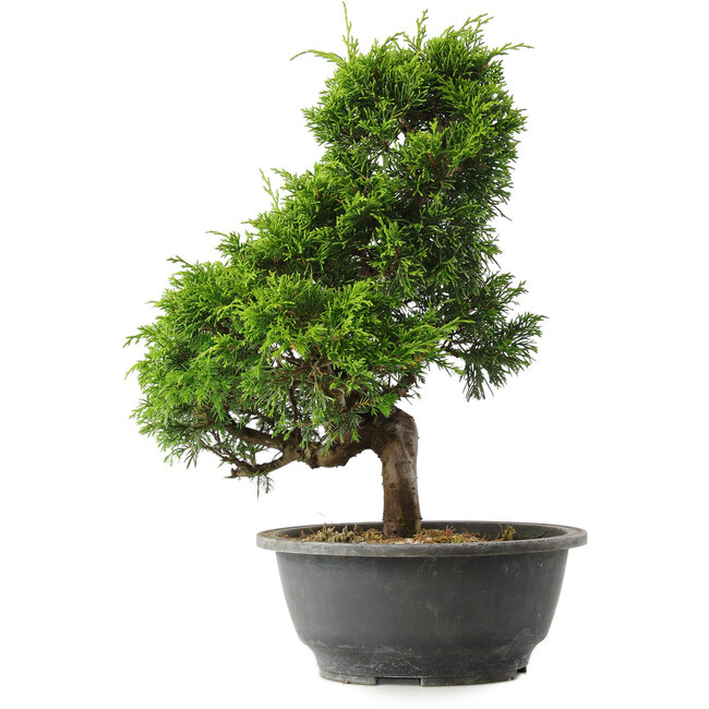 Juniperus chinensis Itoigawa, 30,5 cm, ± 15 years old