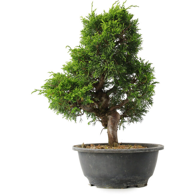 Juniperus chinensis Itoigawa, 30,5 cm, ± 15 Jahre alt
