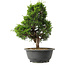 Juniperus chinensis Itoigawa, 30,5 cm, ± 15 jaar oud