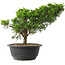 Juniperus chinensis Itoigawa, 25 cm, ± 15 jaar oud